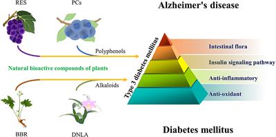 Natural bioactive compounds in Alzheimer's disease: From the perspective of type 3 diabetes mellitus